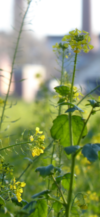 Bildbeschreibung und Urheberrecht