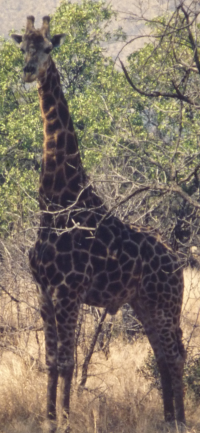 Bildbeschreibung und Urheberrecht