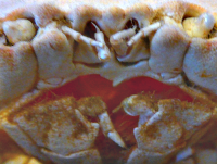 Bildbeschreibung und Urheberrecht