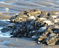 Bildbeschreibung und Urheberrecht