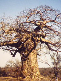 Bildbeschreibung und Urheberrecht