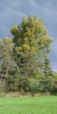 Bildbeschreibung und Urheberrecht