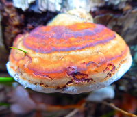 Bildbeschreibung und Urheberrecht