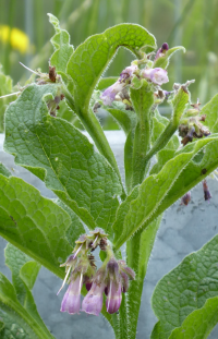 Bildbeschreibung und Urheberrecht