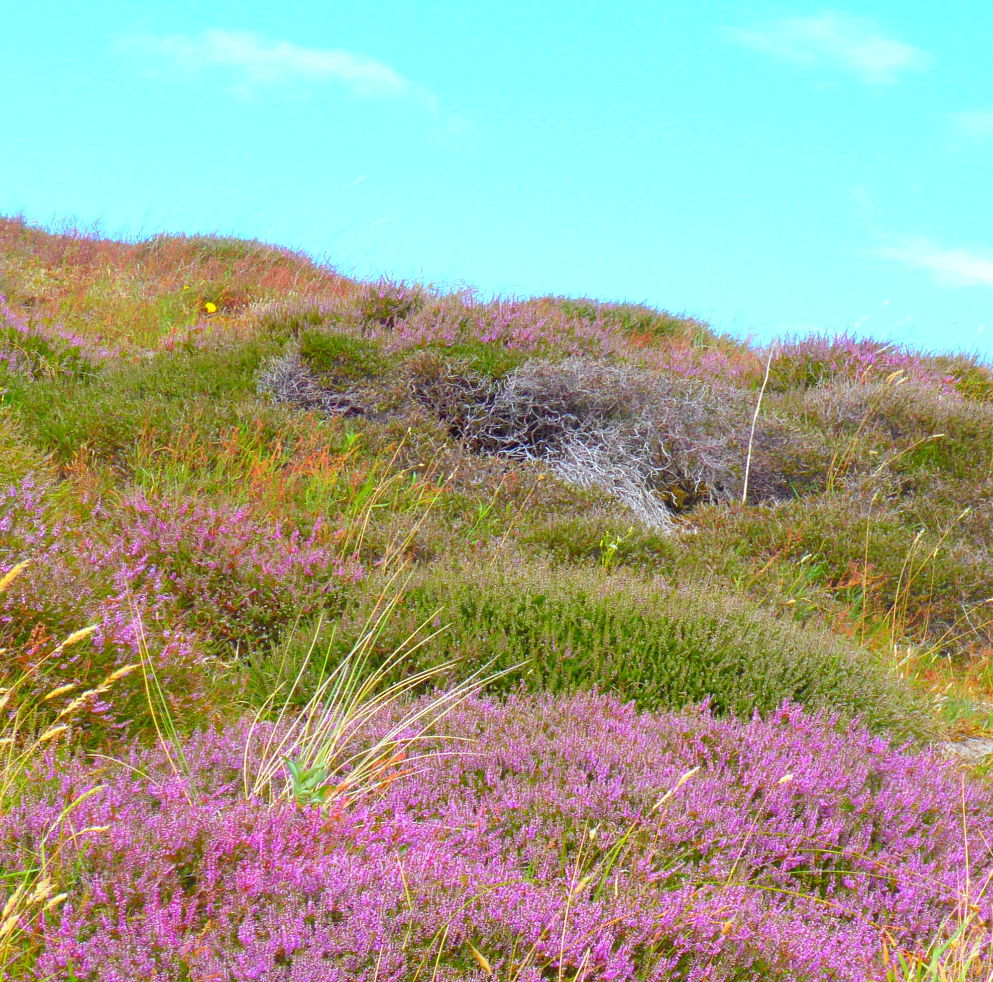Bildbeschreibung und Urheberrecht