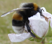 Bildbeschreibung und Urheberrecht