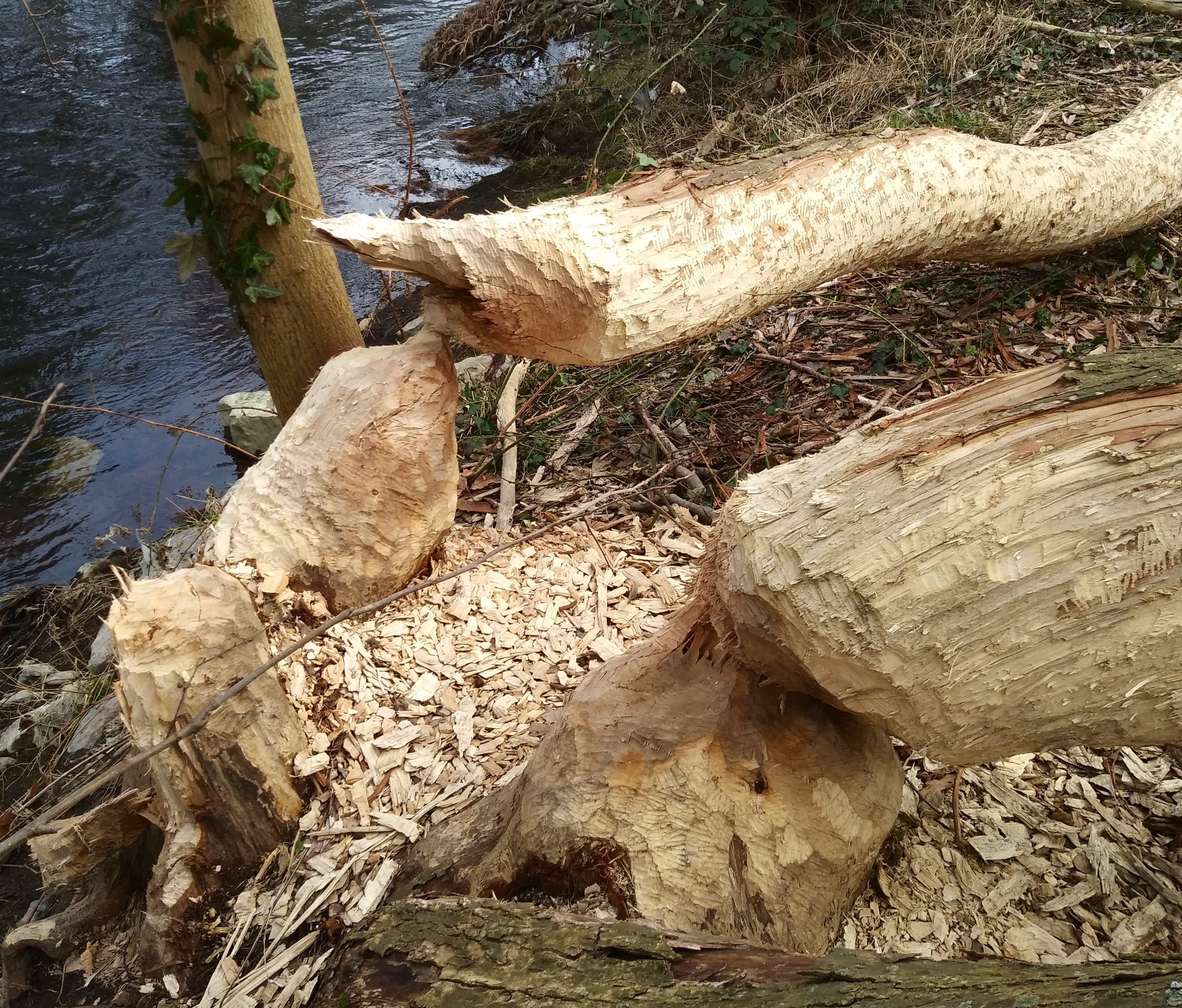 Bildbeschreibung und Urheberrecht