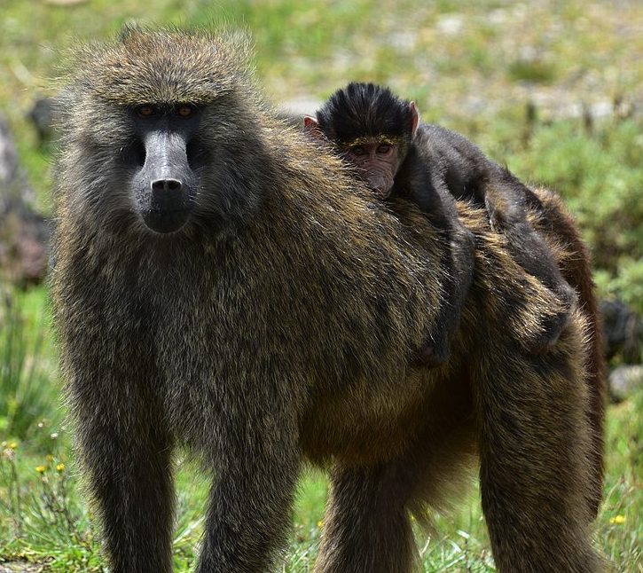 Bildbeschreibung und Urheberrecht