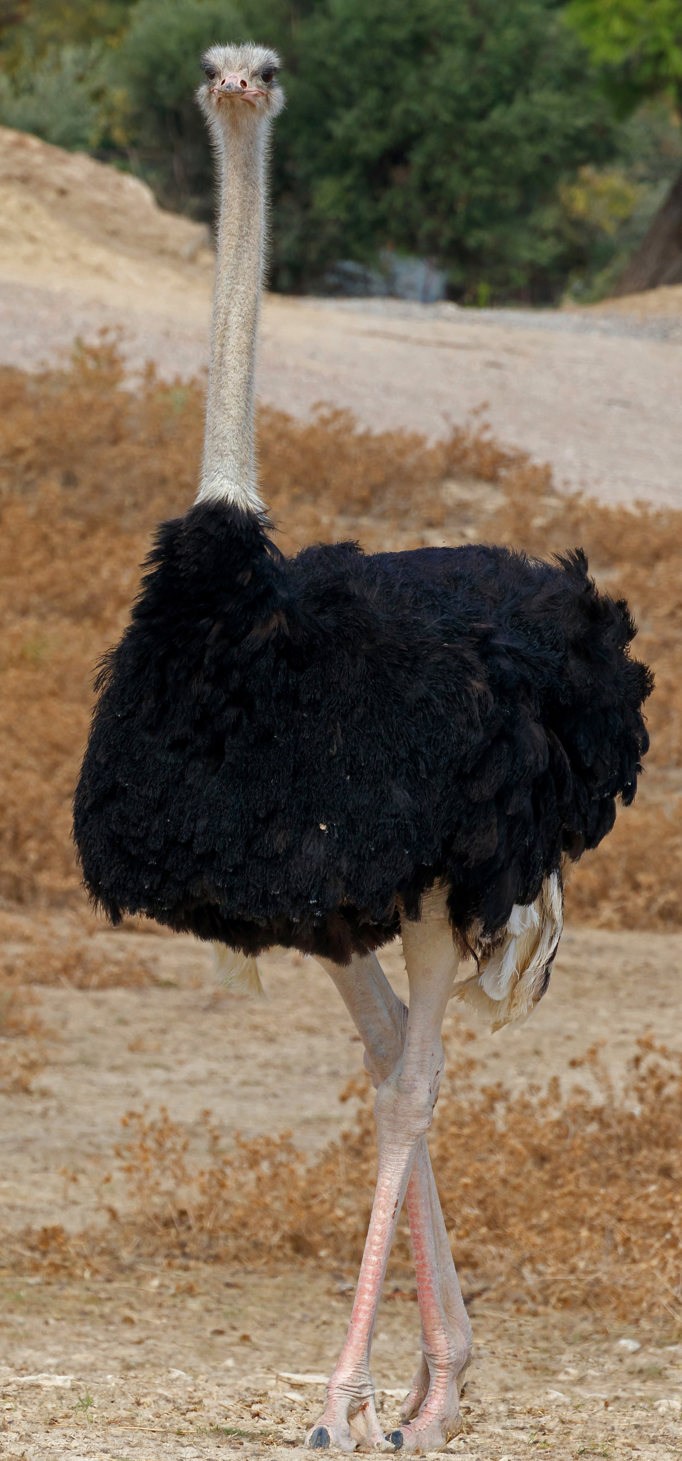 Bildbeschreibung und Urheberrecht