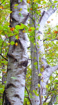 Bildbeschreibung und Urheberrecht