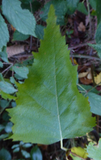 Bildbeschreibung und Urheberrecht