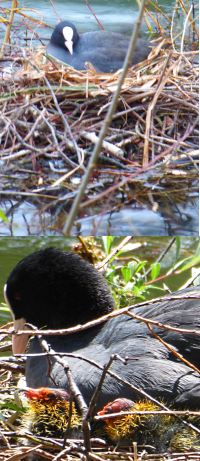 Bildbeschreibung und Urheberrecht