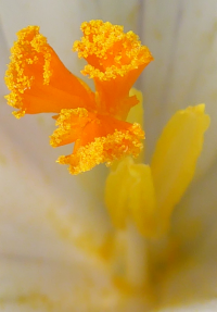 Bildbeschreibung und Urheberrecht