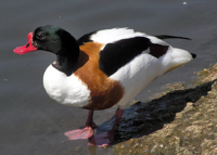 Bildbeschreibung und Urheberrecht