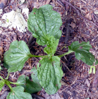 Bildbeschreibung und Urheberrecht