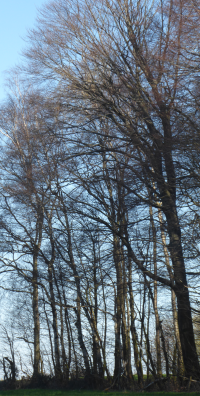 Bildbeschreibung und Urheberrecht