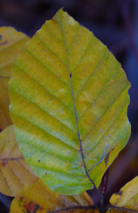 Bildbeschreibung und Urheberrecht