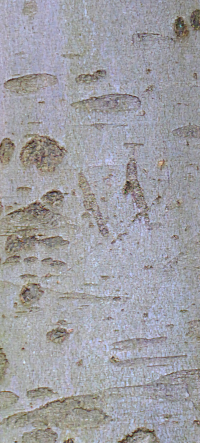 Bildbeschreibung und Urheberrecht