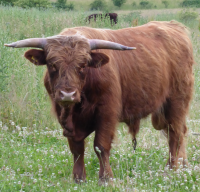 Bildbeschreibung und Urheberrecht