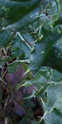 Bildbeschreibung und Urheberrecht