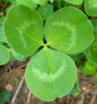 Bildbeschreibung und Urheberrecht