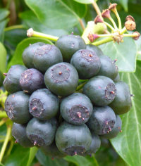 Bildbeschreibung und Urheberrecht