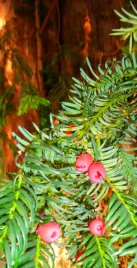 Bildbeschreibung und Urheberrecht