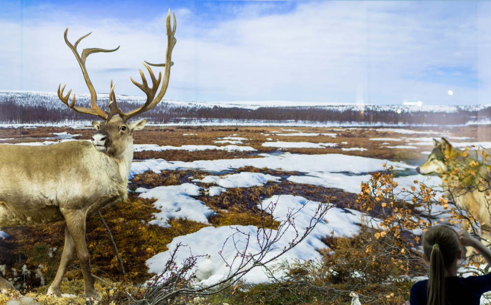 Bildbeschreibung und Urheberrecht
