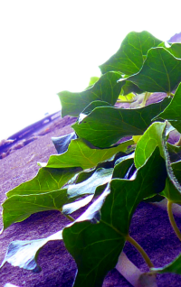 Bildbeschreibung und Urheberrecht