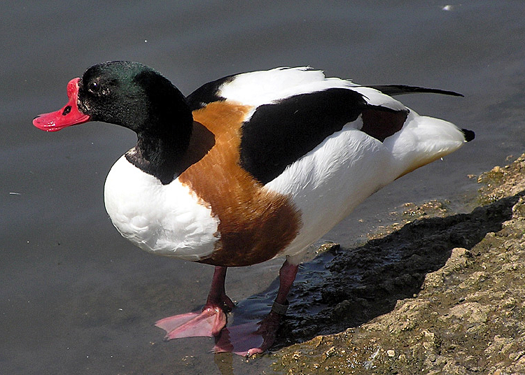Bildbeschreibung und Urheberrecht