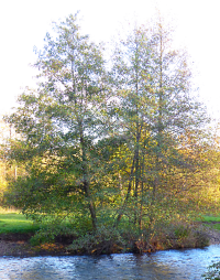 Bildbeschreibung und Urheberrecht