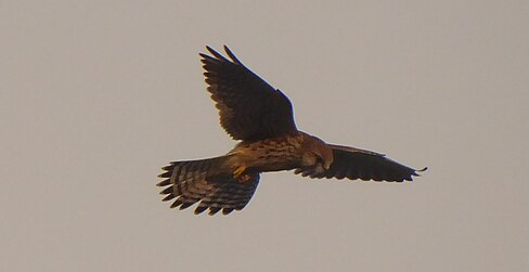 Bildbeschreibung und Urheberrecht