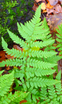 Bildbeschreibung und Urheberrecht