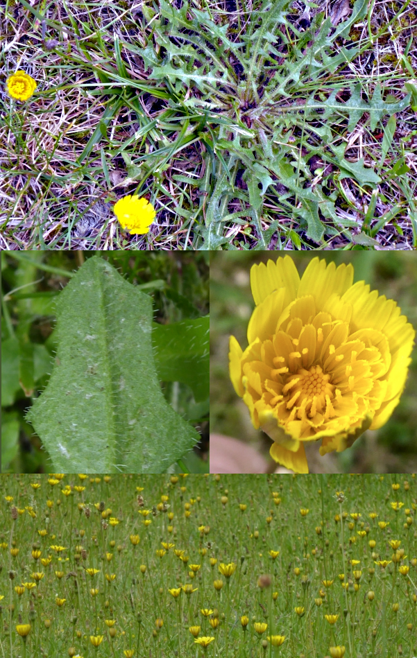 Bildbeschreibung und Urheberrecht