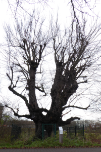 Bildbeschreibung und Urheberrecht