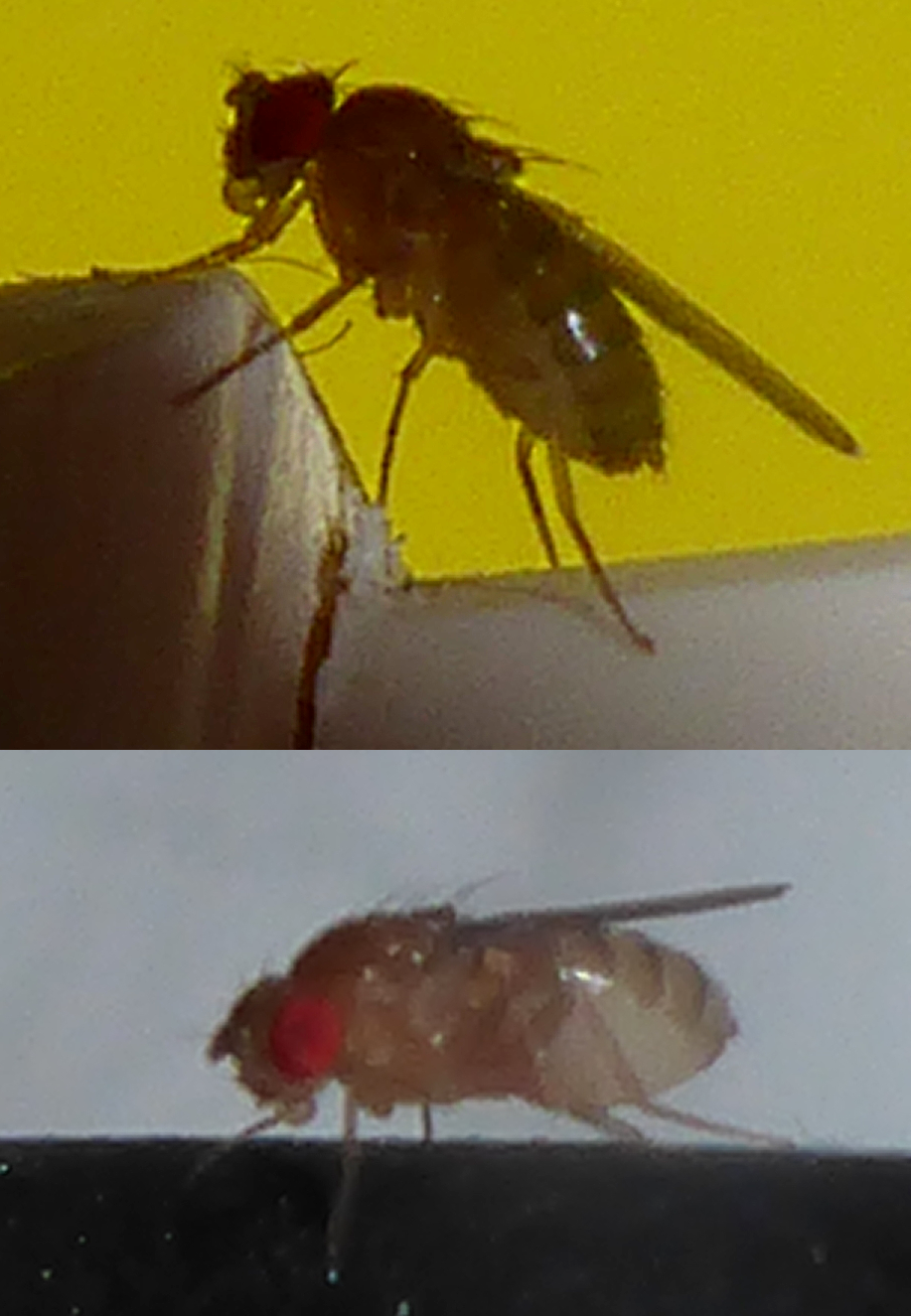 Bildbeschreibung und Urheberrecht