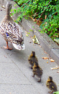 Bildbeschreibung und Urheberrecht