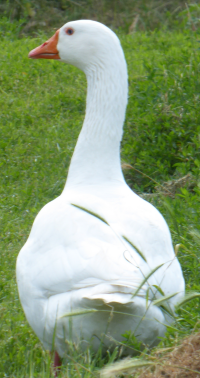 Bildbeschreibung und Urheberrecht