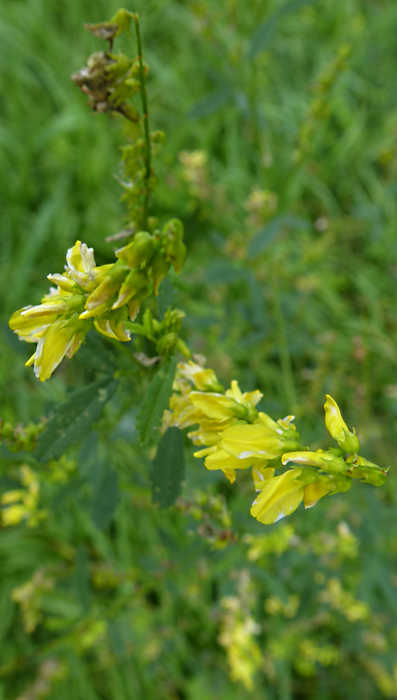 Bildbeschreibung und Urheberrecht