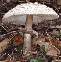 Bildbeschreibung und Urheberrecht