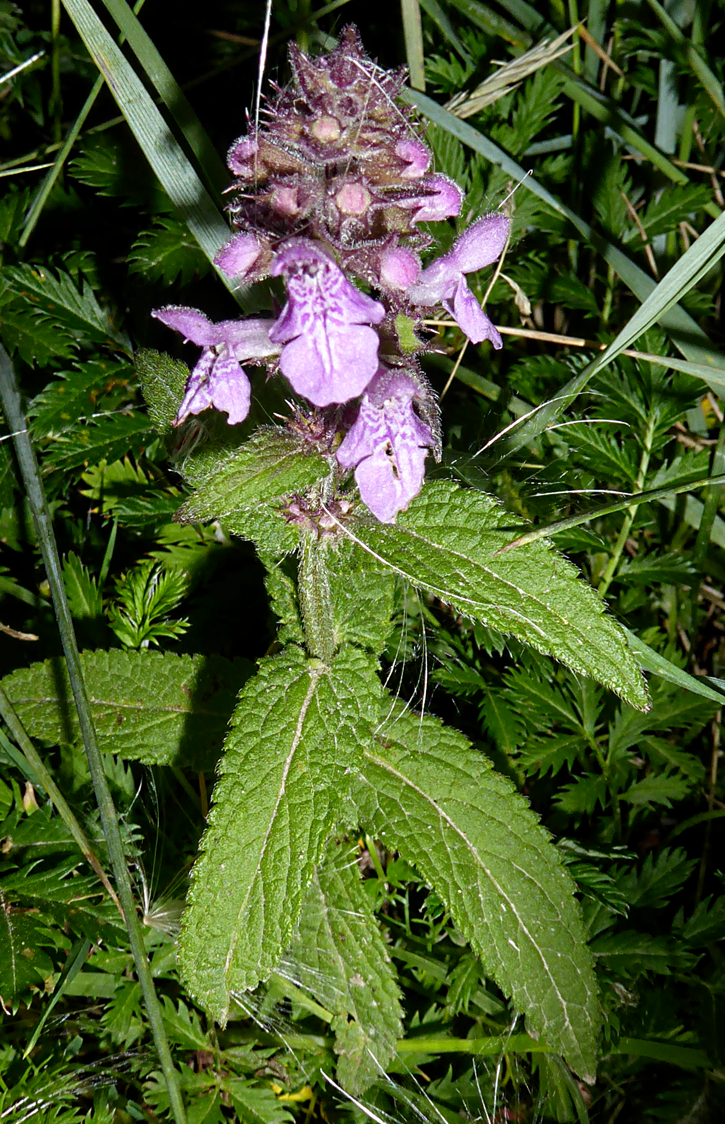 Bildbeschreibung und Urheberrecht