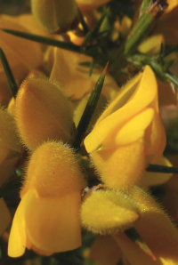 Bildbeschreibung und Urheberrecht