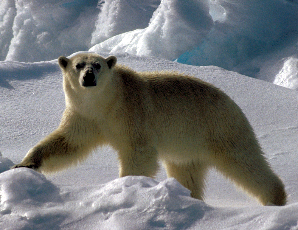 Bildbeschreibung und Urheberrecht