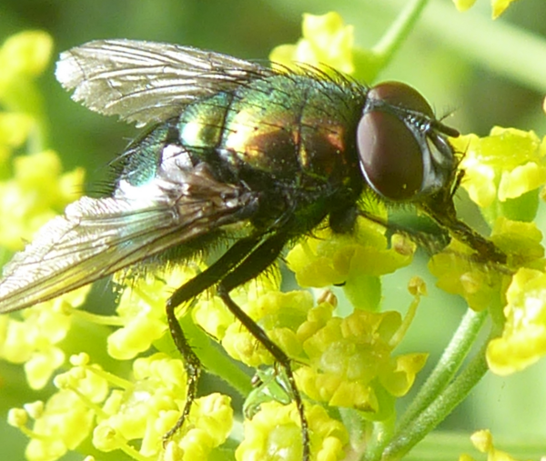 Bildbeschreibung und Urheberrecht