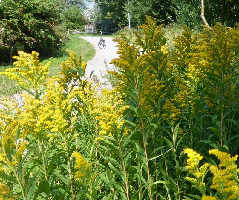 Bildbeschreibung und Urheberrecht