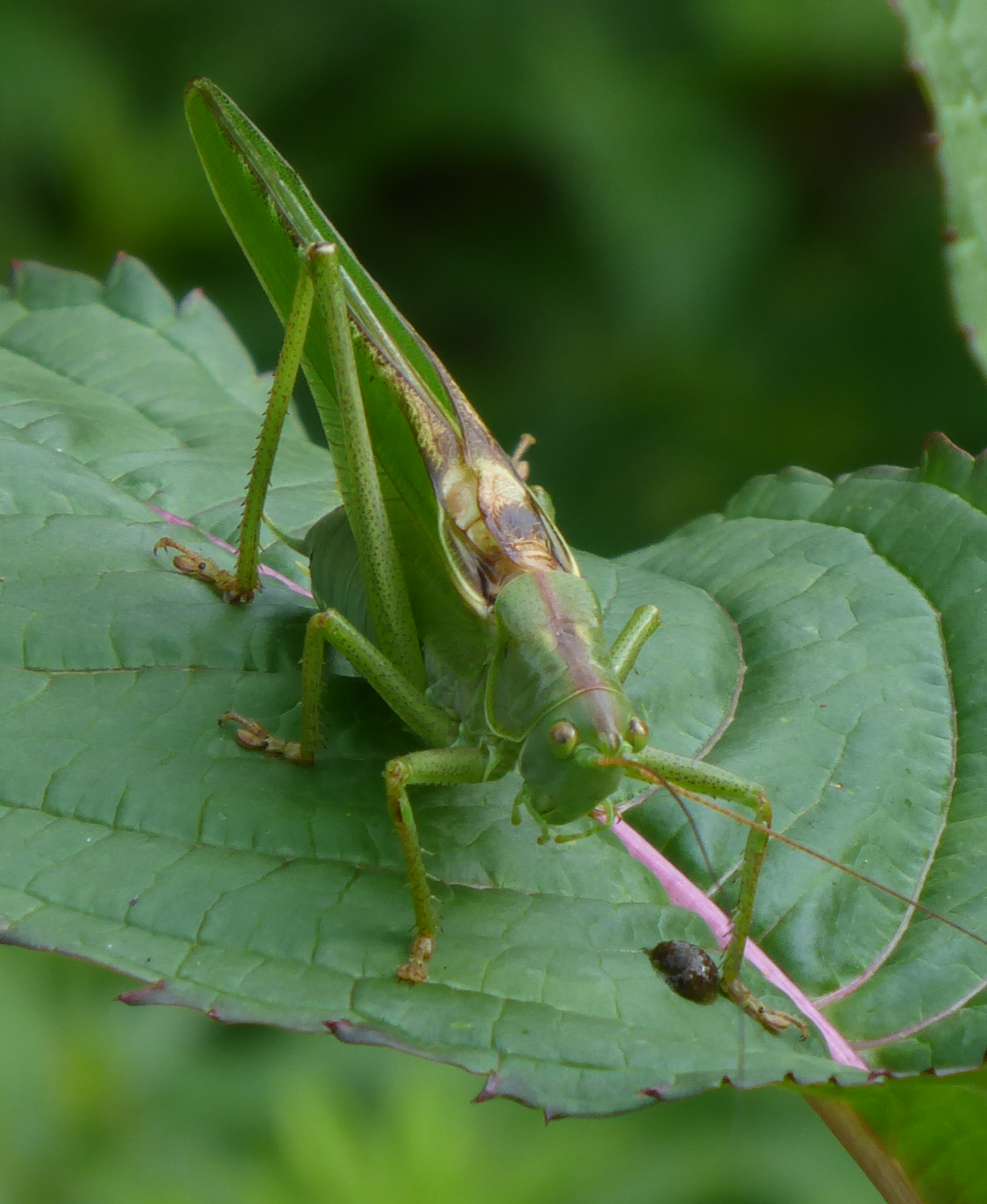Bildbeschreibung und Urheberrecht