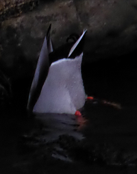 Bildbeschreibung und Urheberrecht