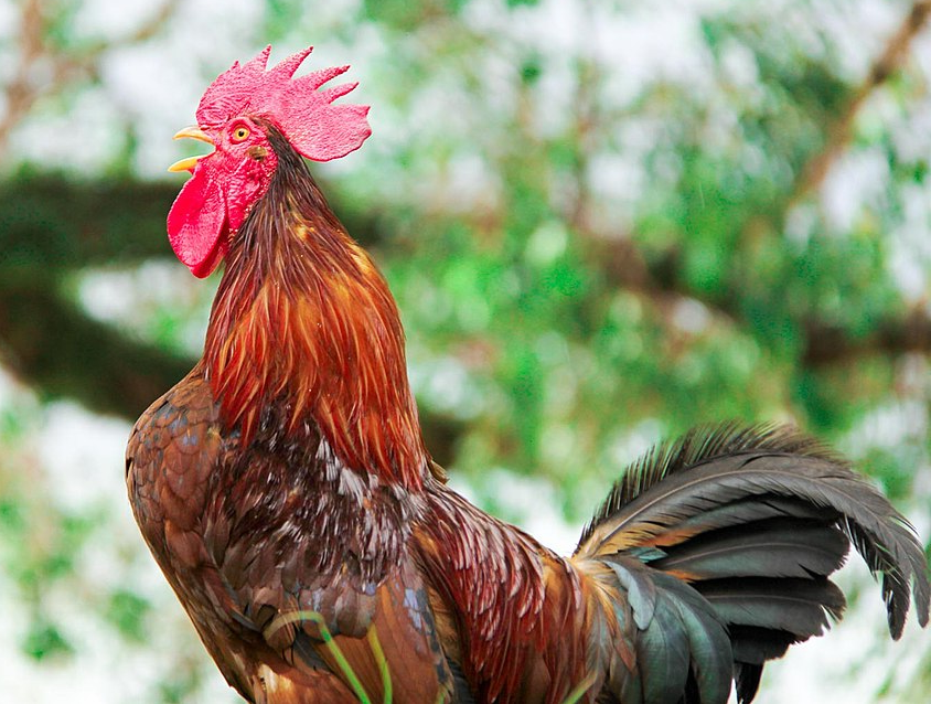 Bildbeschreibung und Urheberrecht