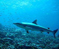 Bildbeschreibung und Urheberrecht