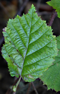 Bildbeschreibung und Urheberrecht